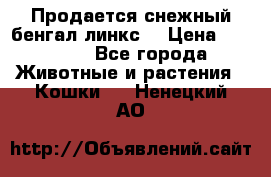 Продается снежный бенгал(линкс) › Цена ­ 25 000 - Все города Животные и растения » Кошки   . Ненецкий АО